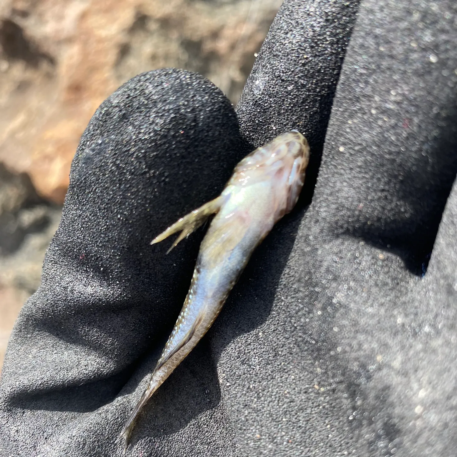 The most popular recent Whitespotted frillgoby catch on Fishbrain