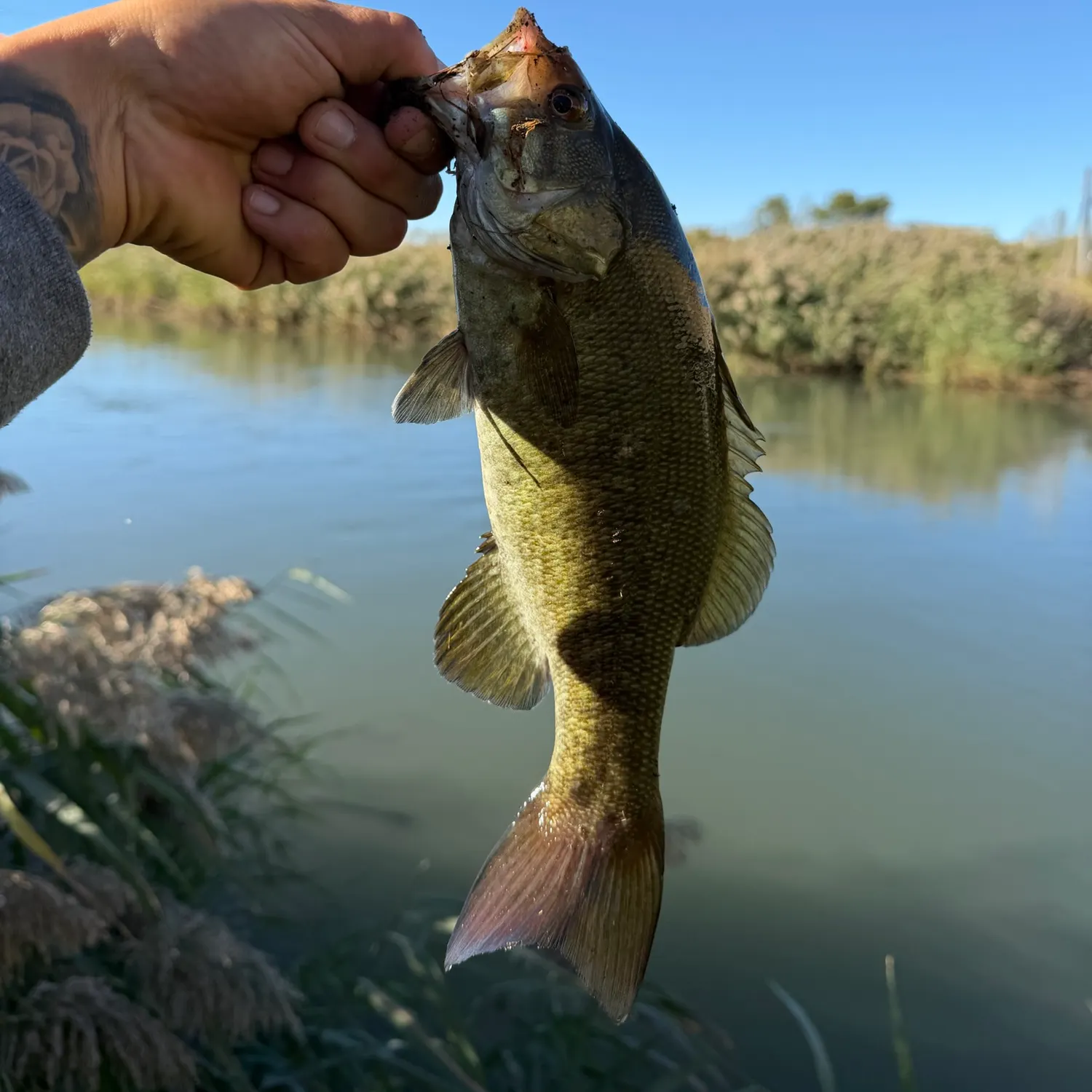 Smallmouth bass caught on Fishbrain