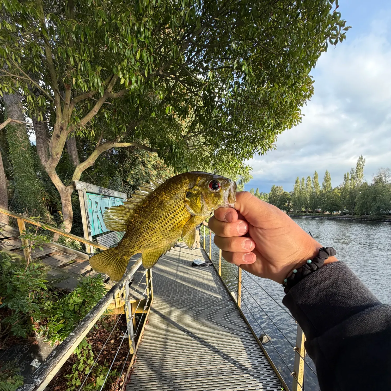 Rock bass caught on Fishbrain