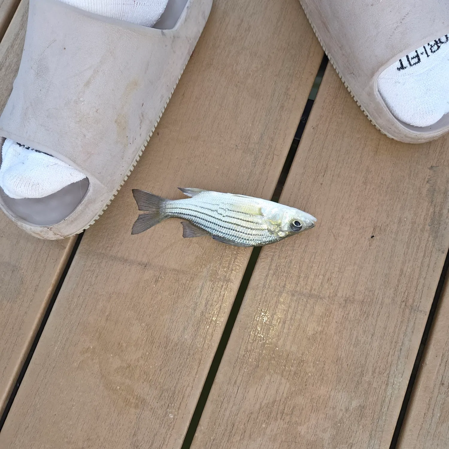 Striped bass caught on Fishbrain