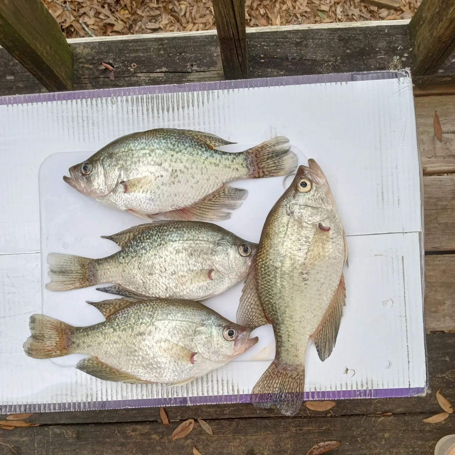 recently logged catches