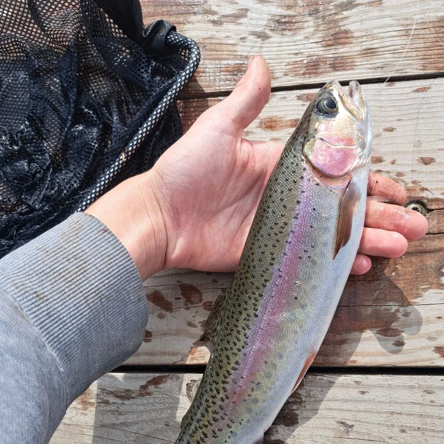 Rainbow trout caught on Fishbrain