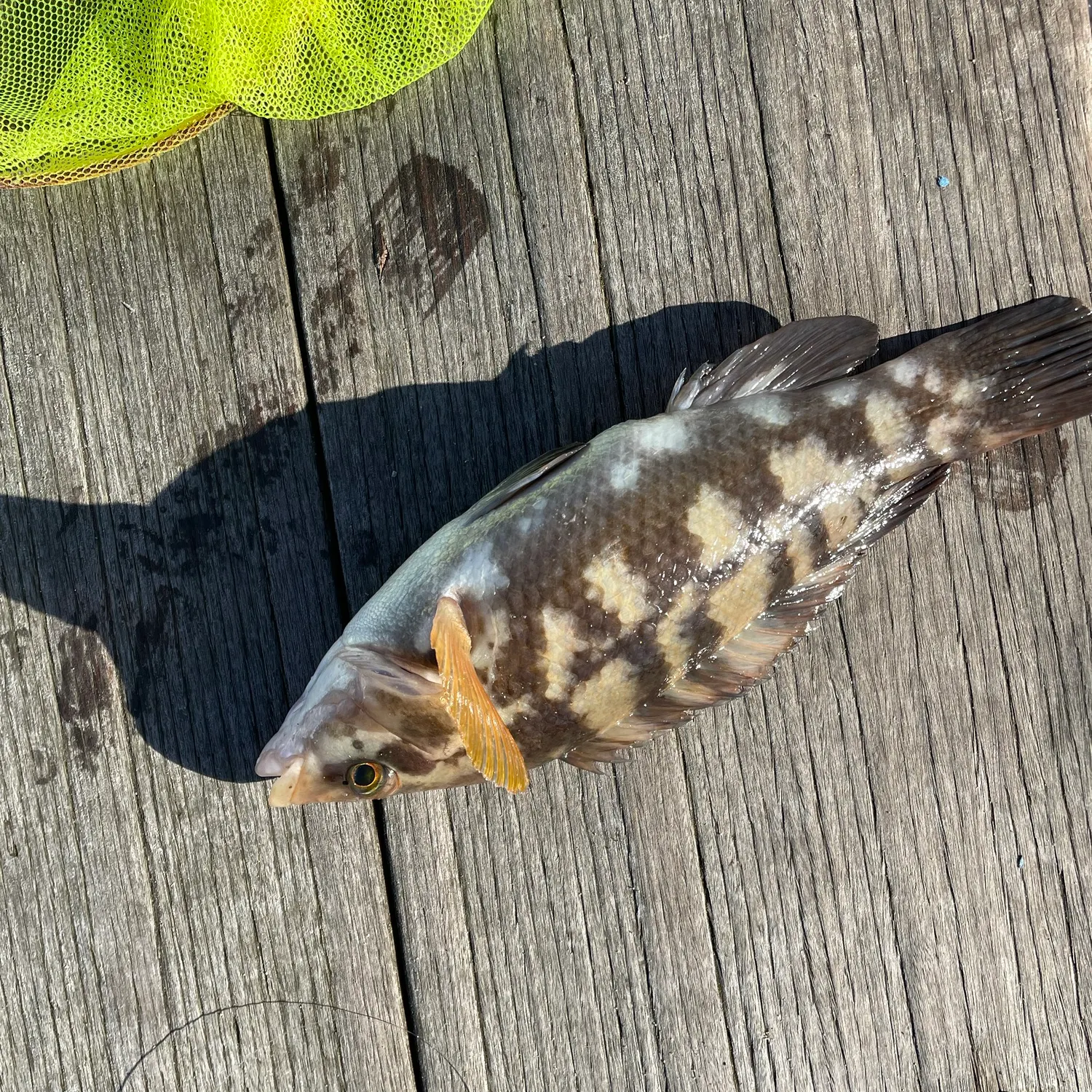 The most recent Ballan wrasse catches on Fishbrain