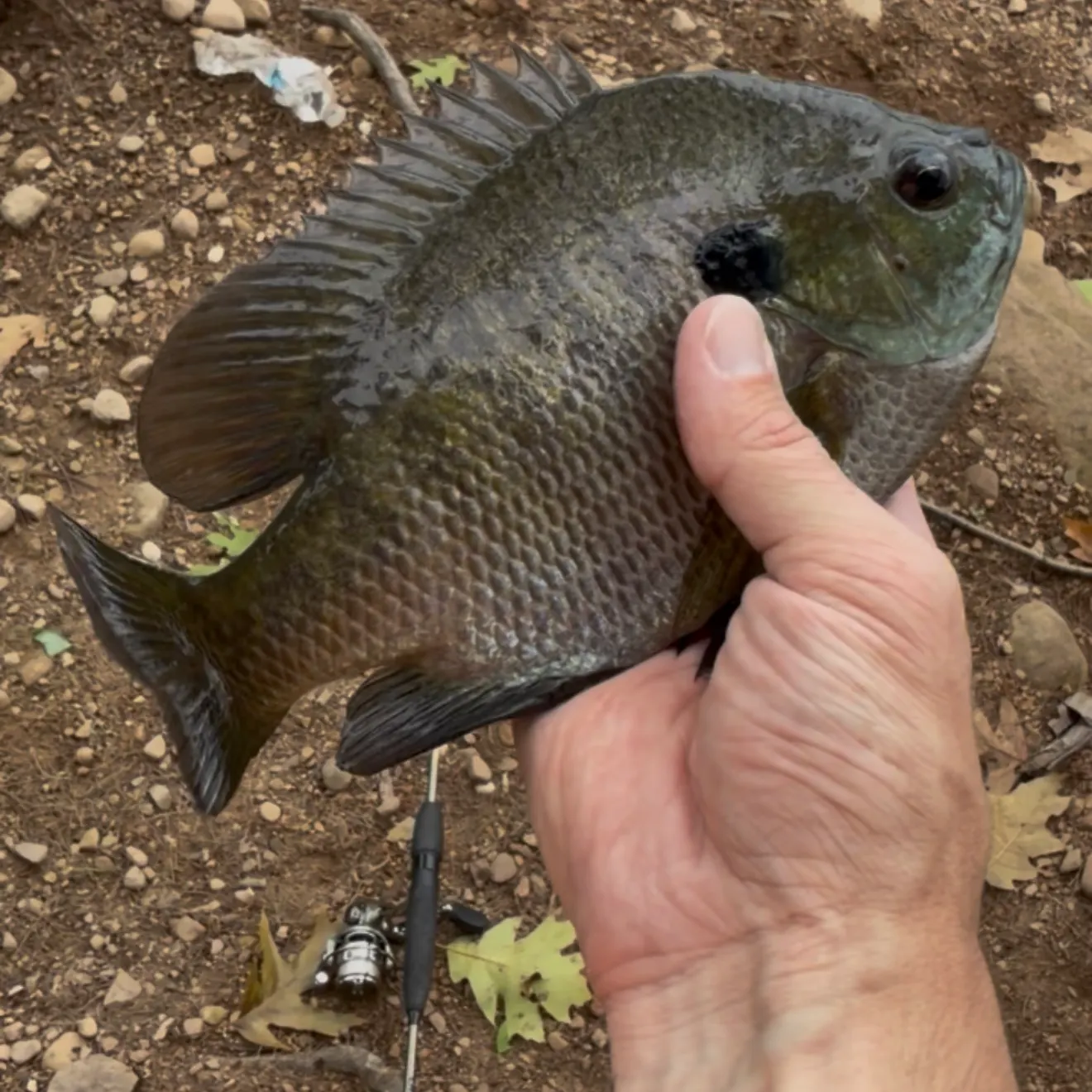 Bluegill caught on Fishbrain
