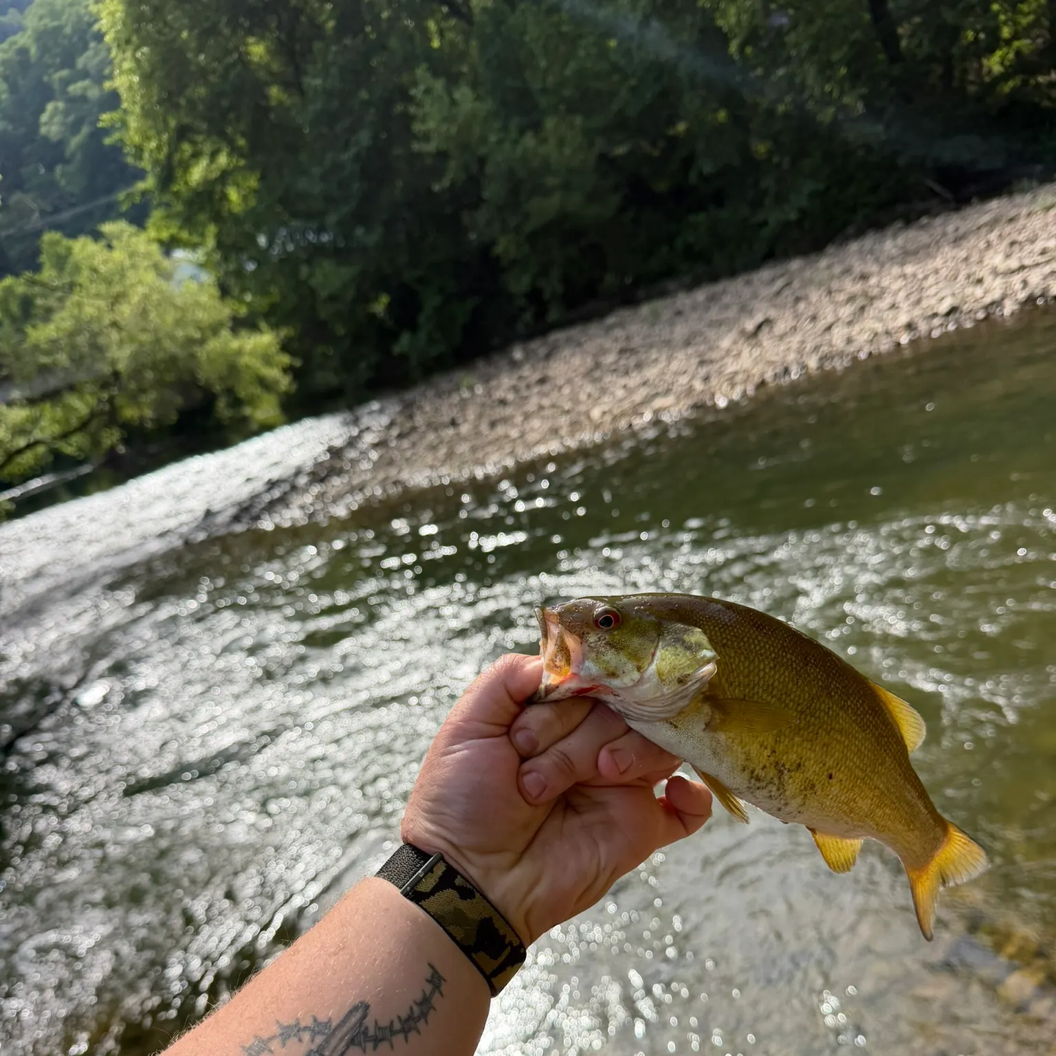 recently logged catches