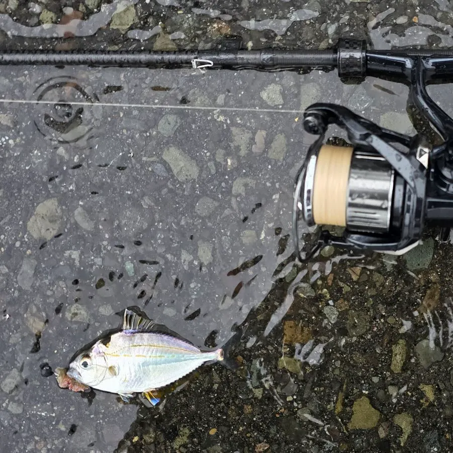 The most recent Spotnape ponyfish catches on Fishbrain