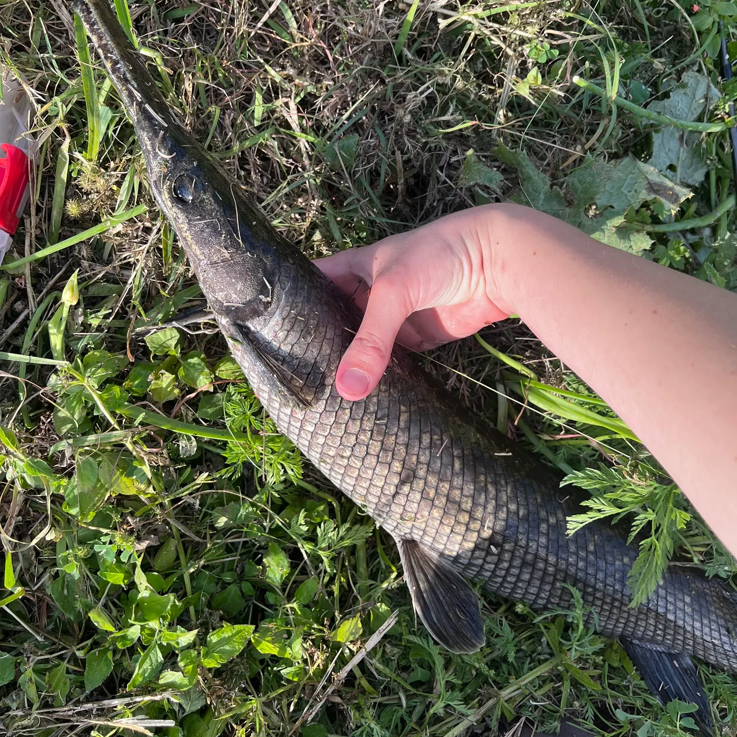 The most recent Spotted gar catches on Fishbrain
