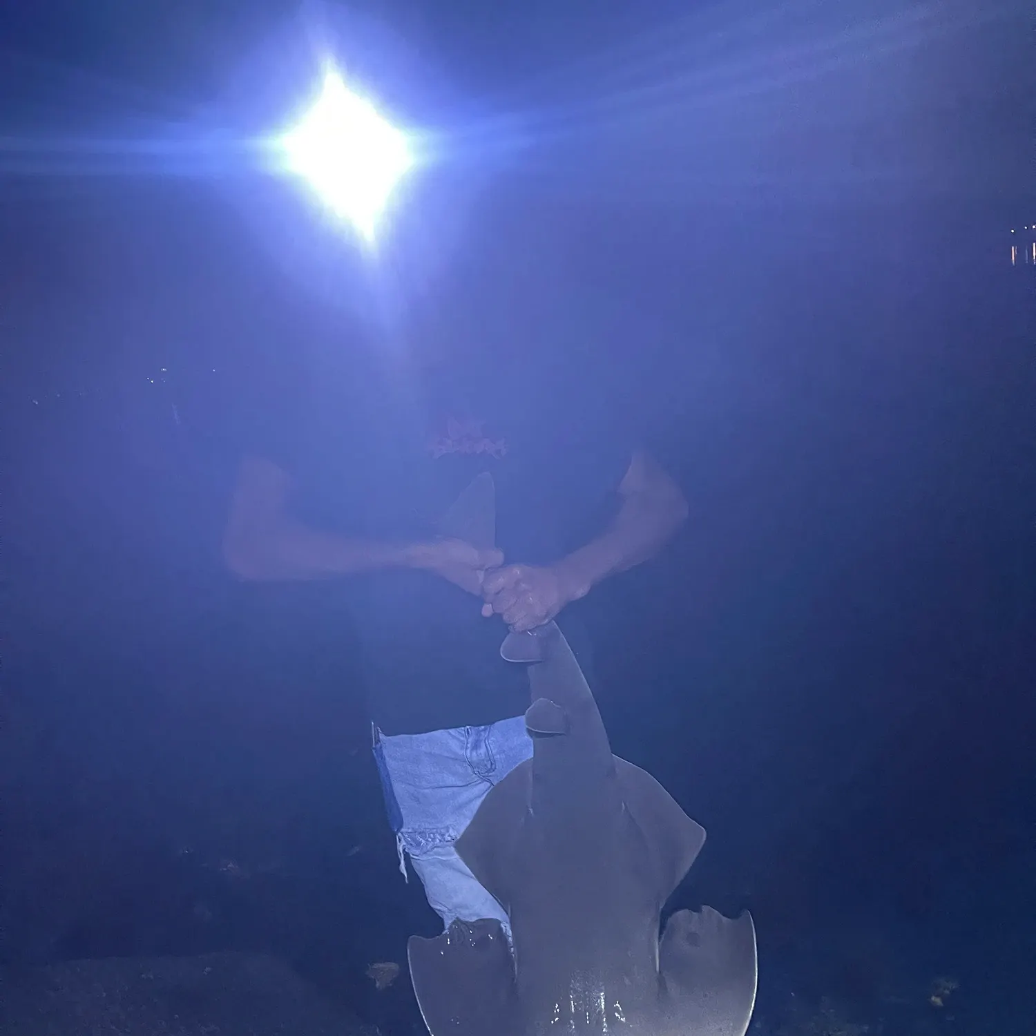The most recent Angelshark catches on Fishbrain