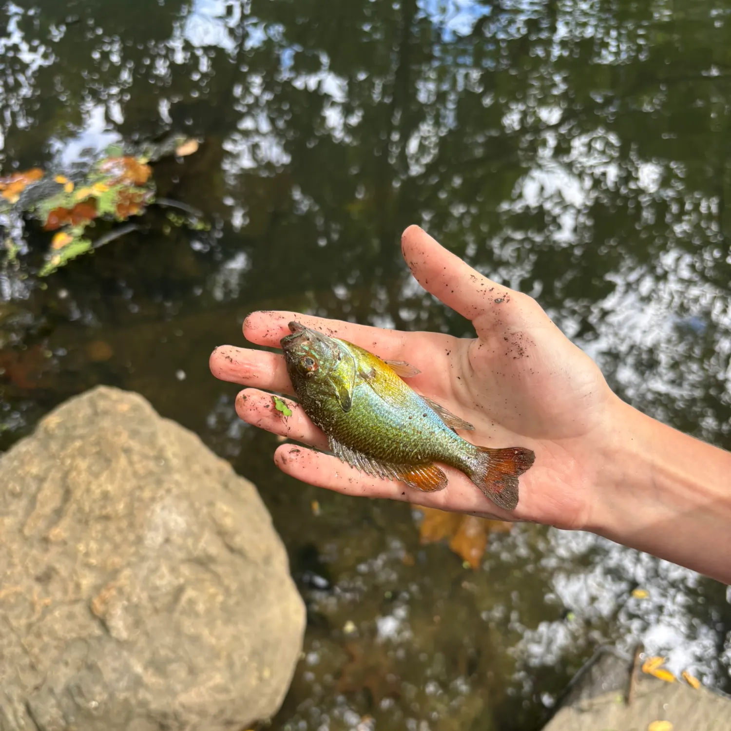 Bluegill caught on Fishbrain