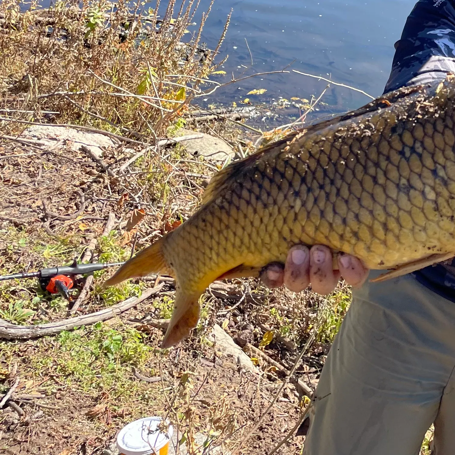 Common carp caught on Fishbrain