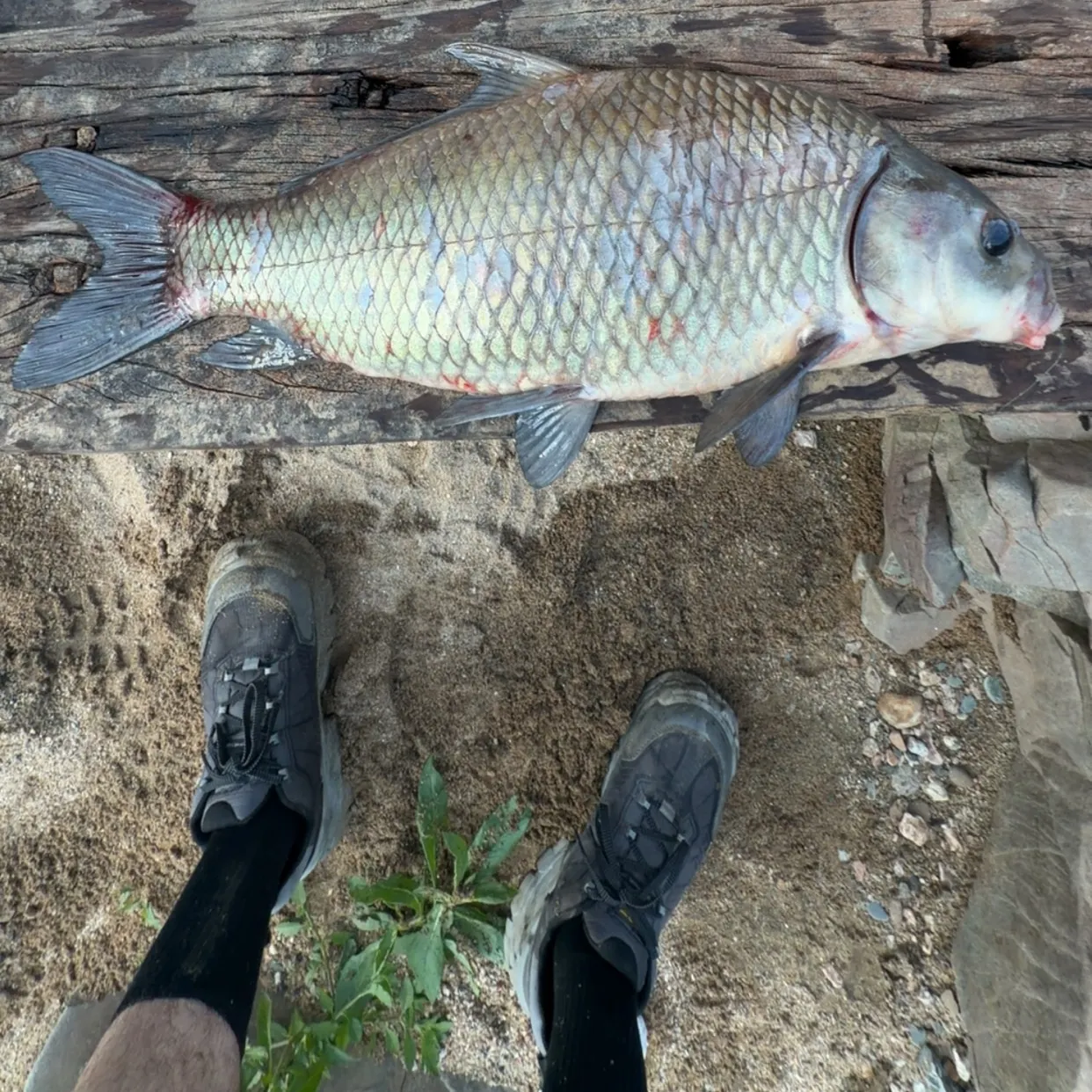 The most recent River carpsucker catches on Fishbrain