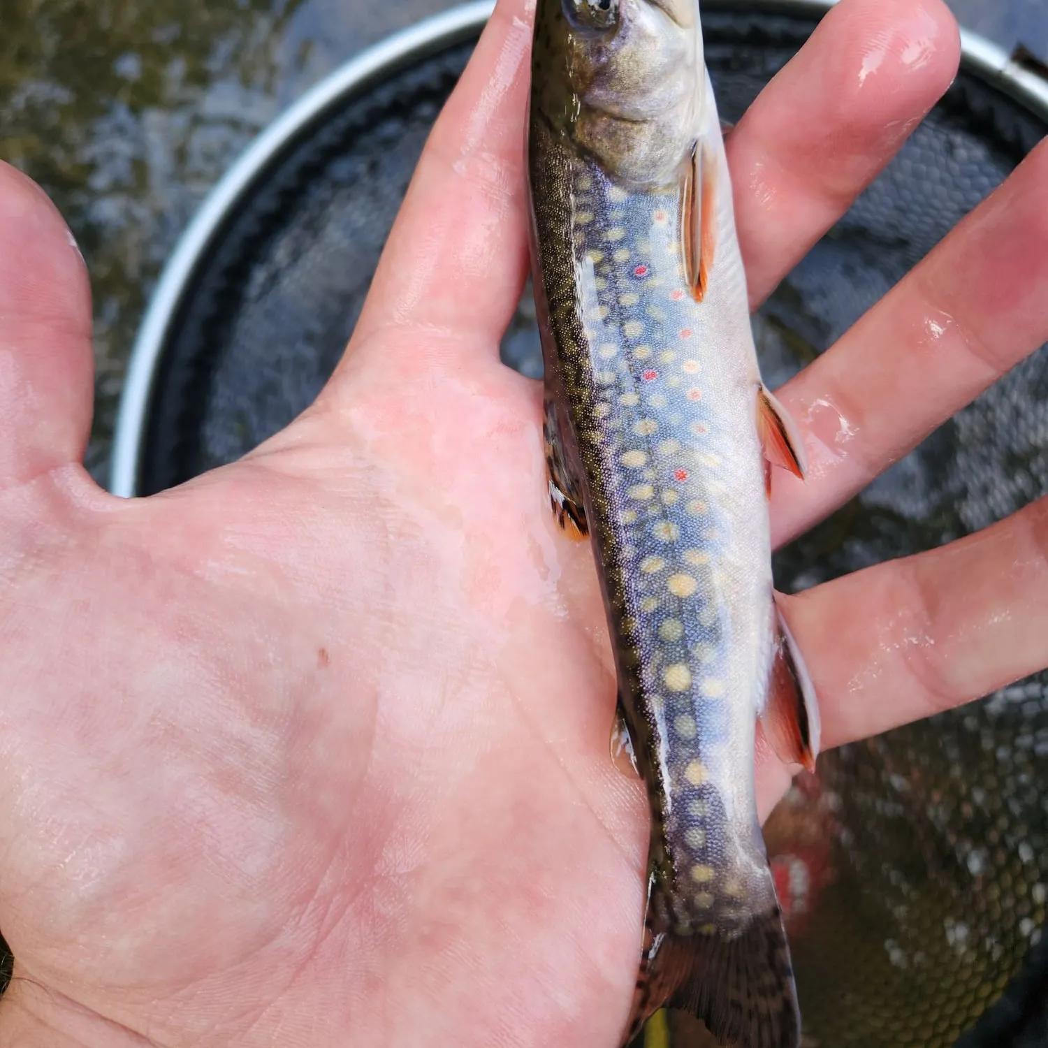 Brook trout caught on Fishbrain