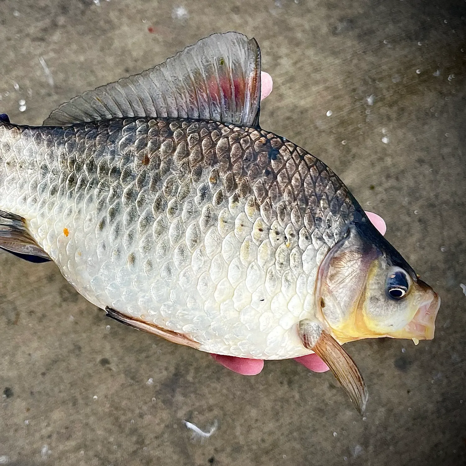 Goldfish caught on Fishbrain