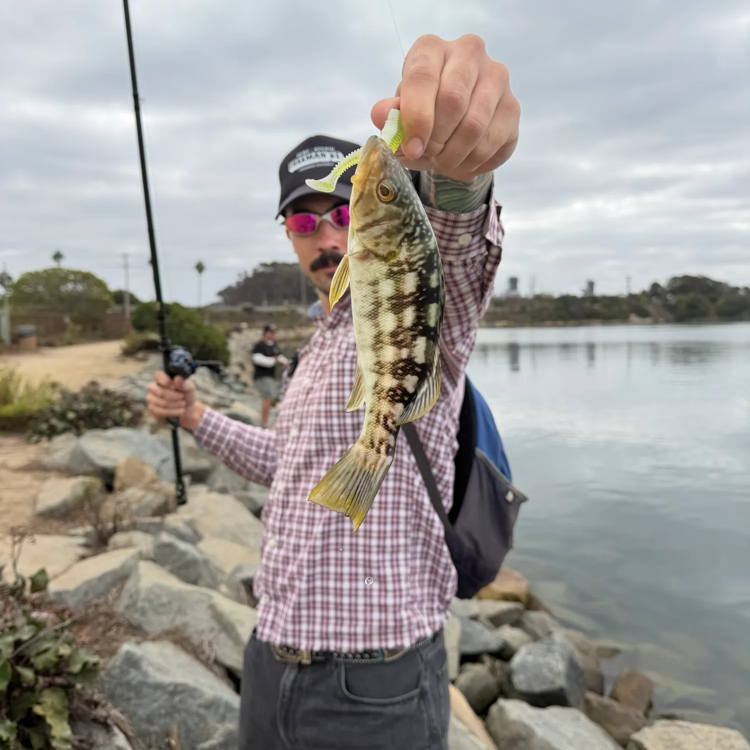 Kelp bass caught on Fishbrain