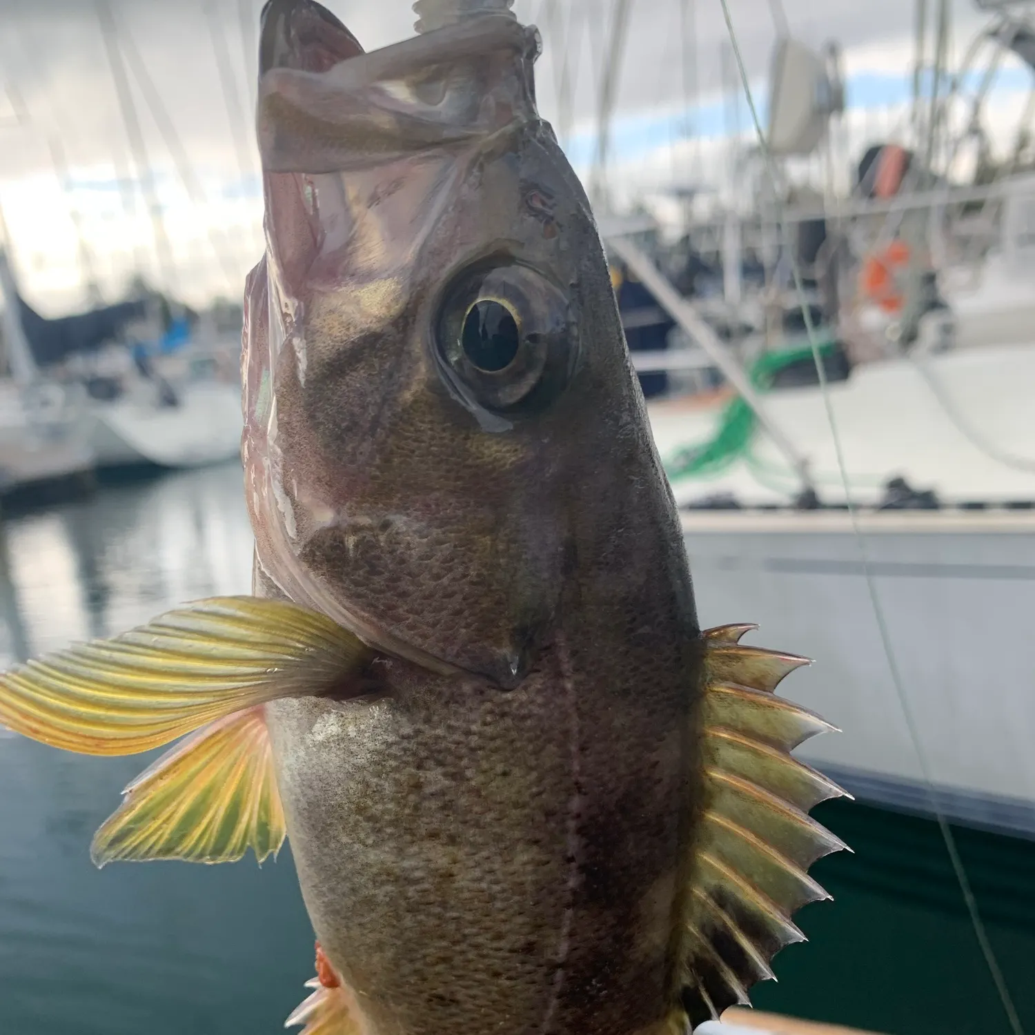 The most recent Yellowtail rockfish catches on Fishbrain