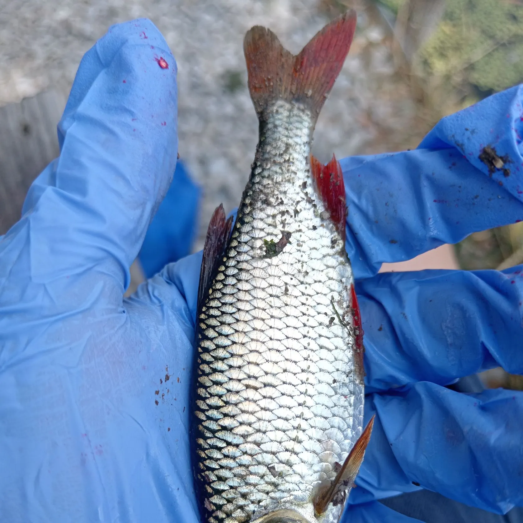 The most recent European chub catches on Fishbrain