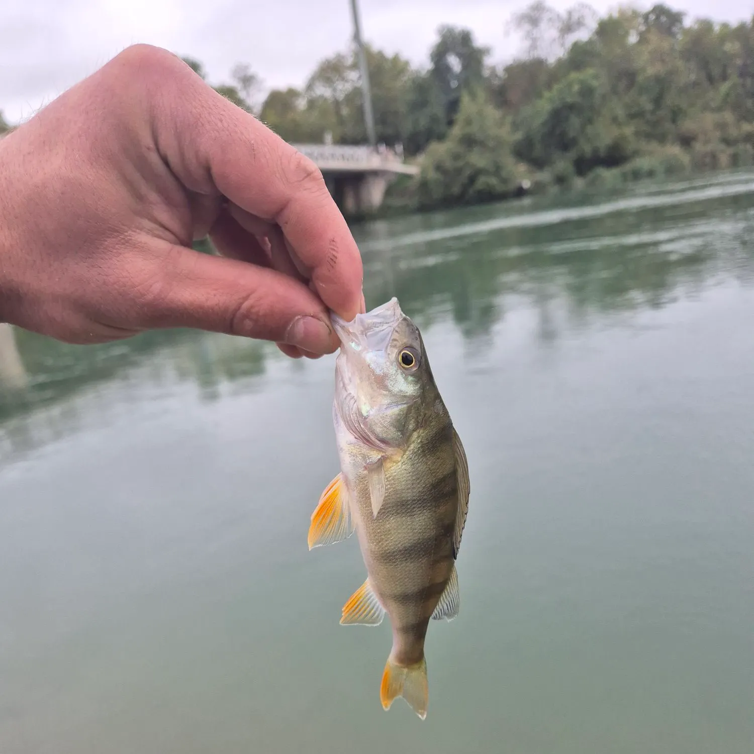European perch caught on Fishbrain