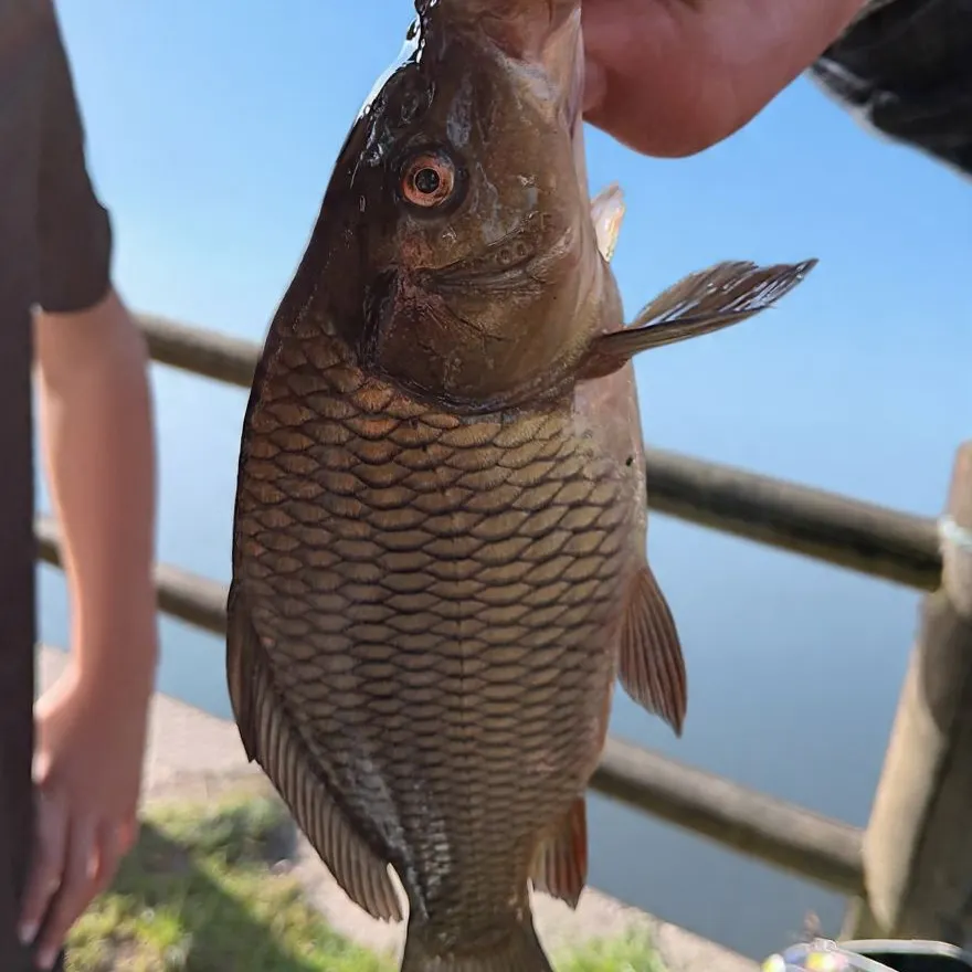 Common carp caught on Fishbrain