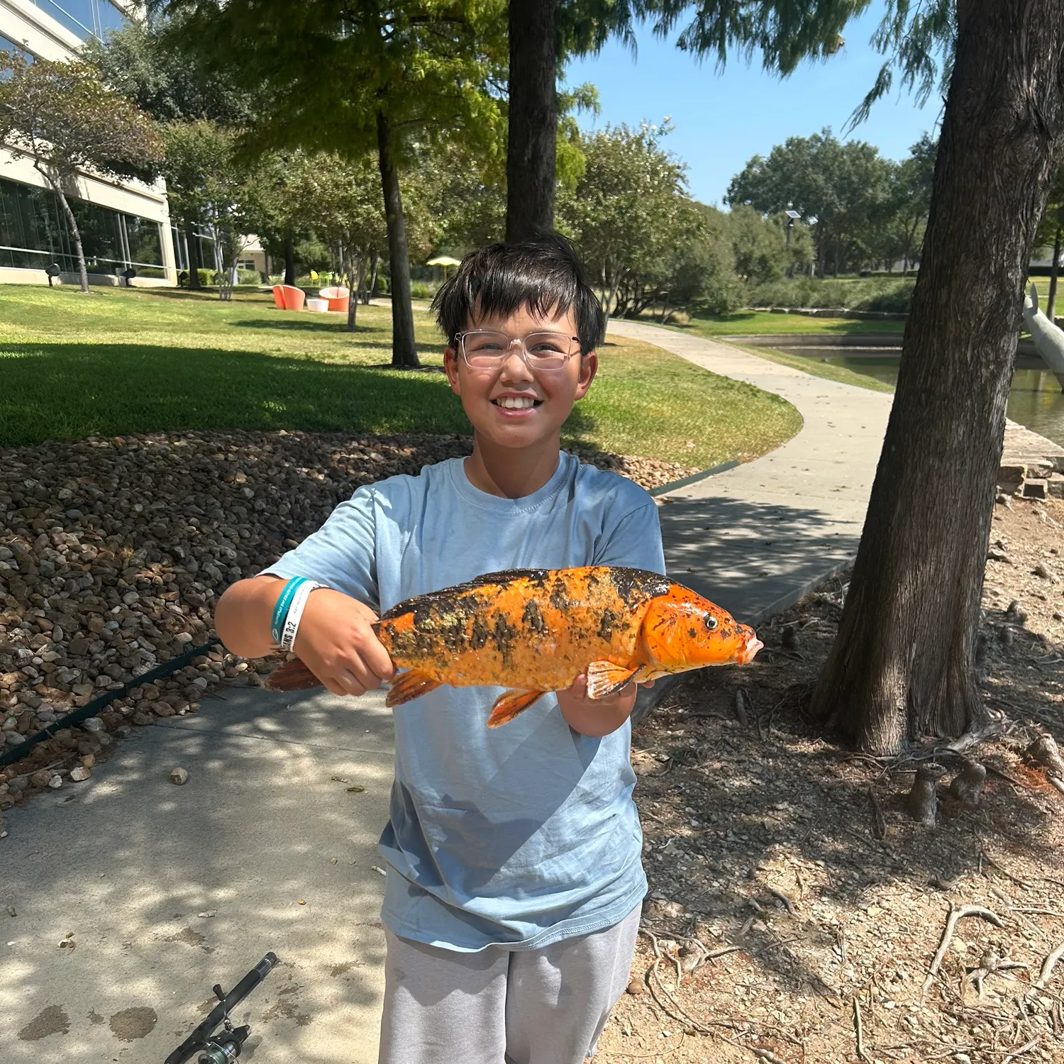 Koi carp caught on Fishbrain
