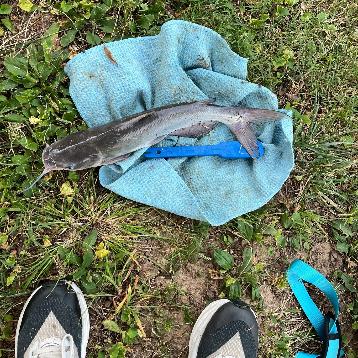 Channel catfish caught on Fishbrain
