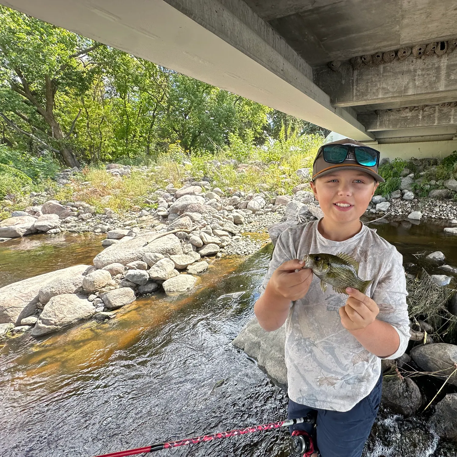 Rock bass caught on Fishbrain