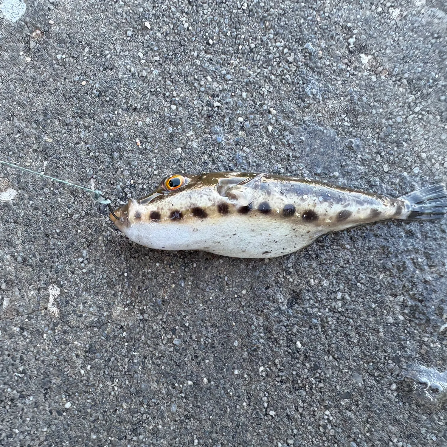 The most recent Bandtail puffer catches on Fishbrain