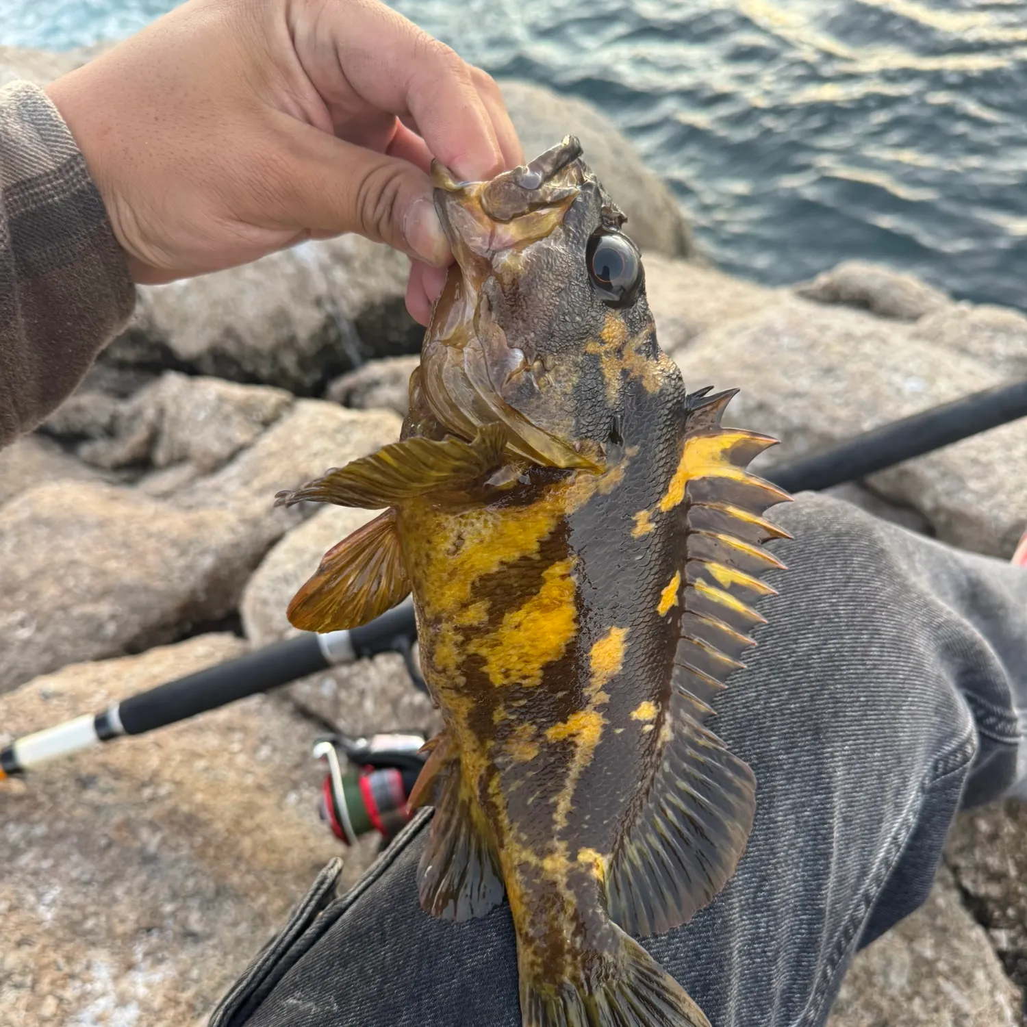 The most recent Black and yellow rockfish catches on Fishbrain