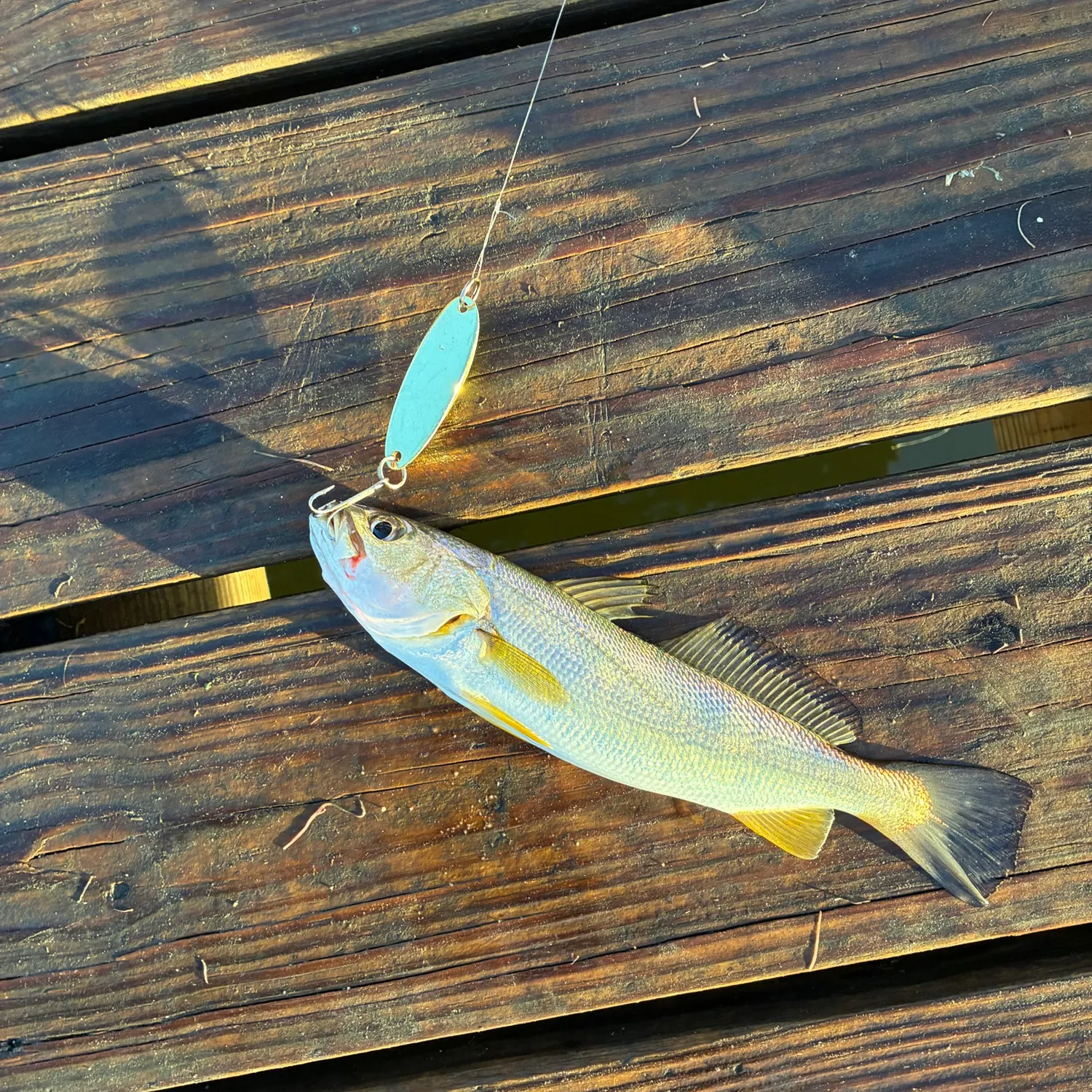 Sand seatrout caught on Fishbrain