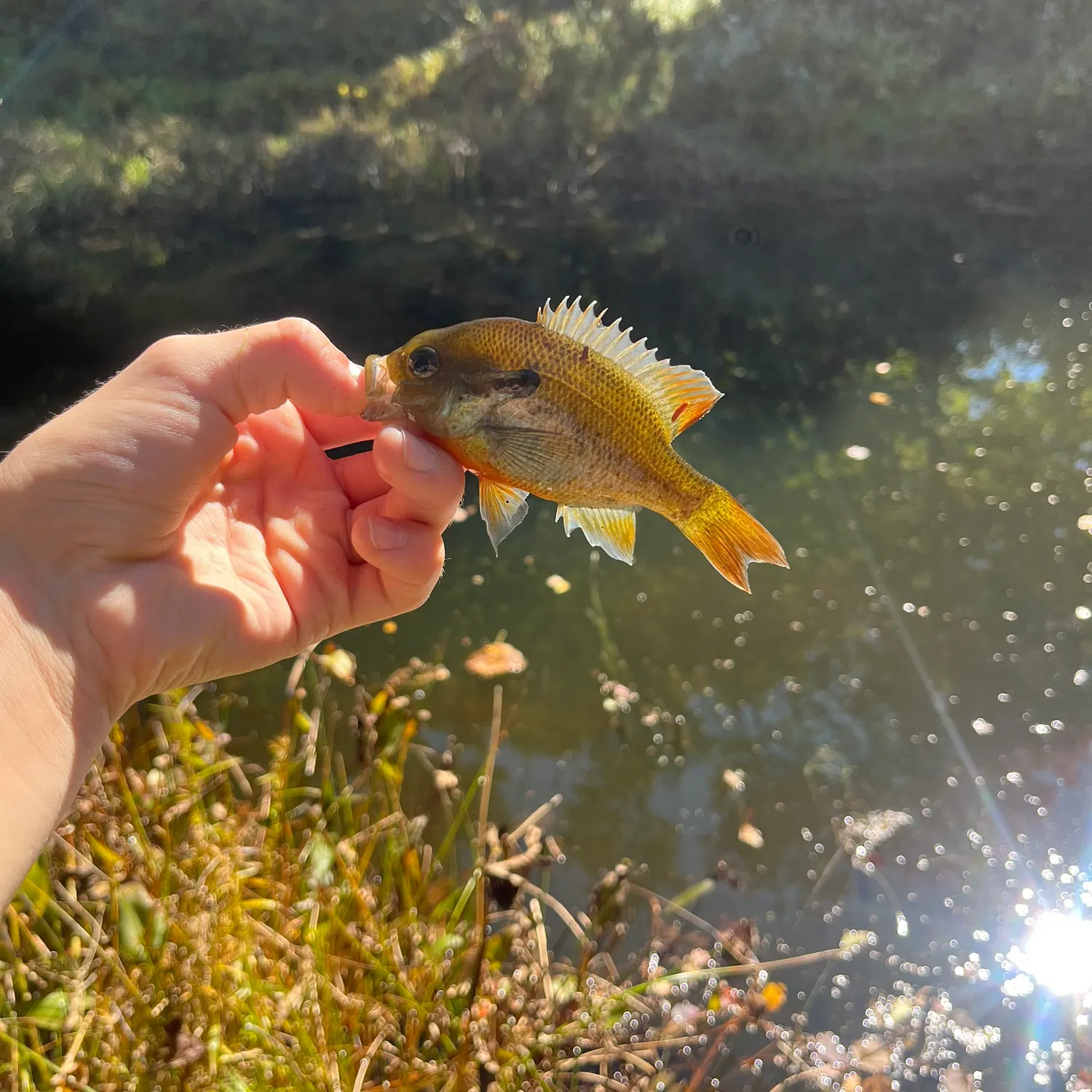 Redbreast sunfish caught on Fishbrain