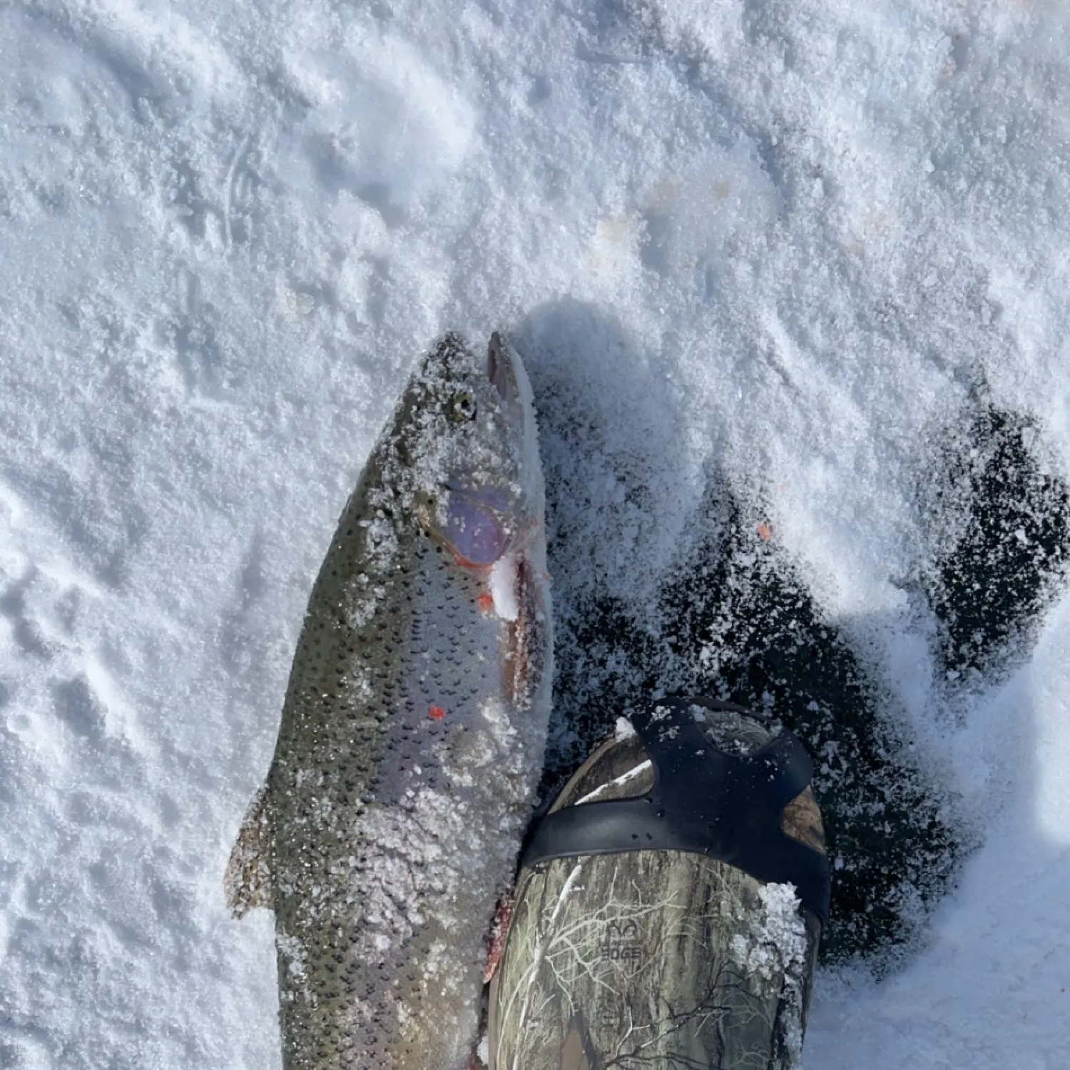 angler catch