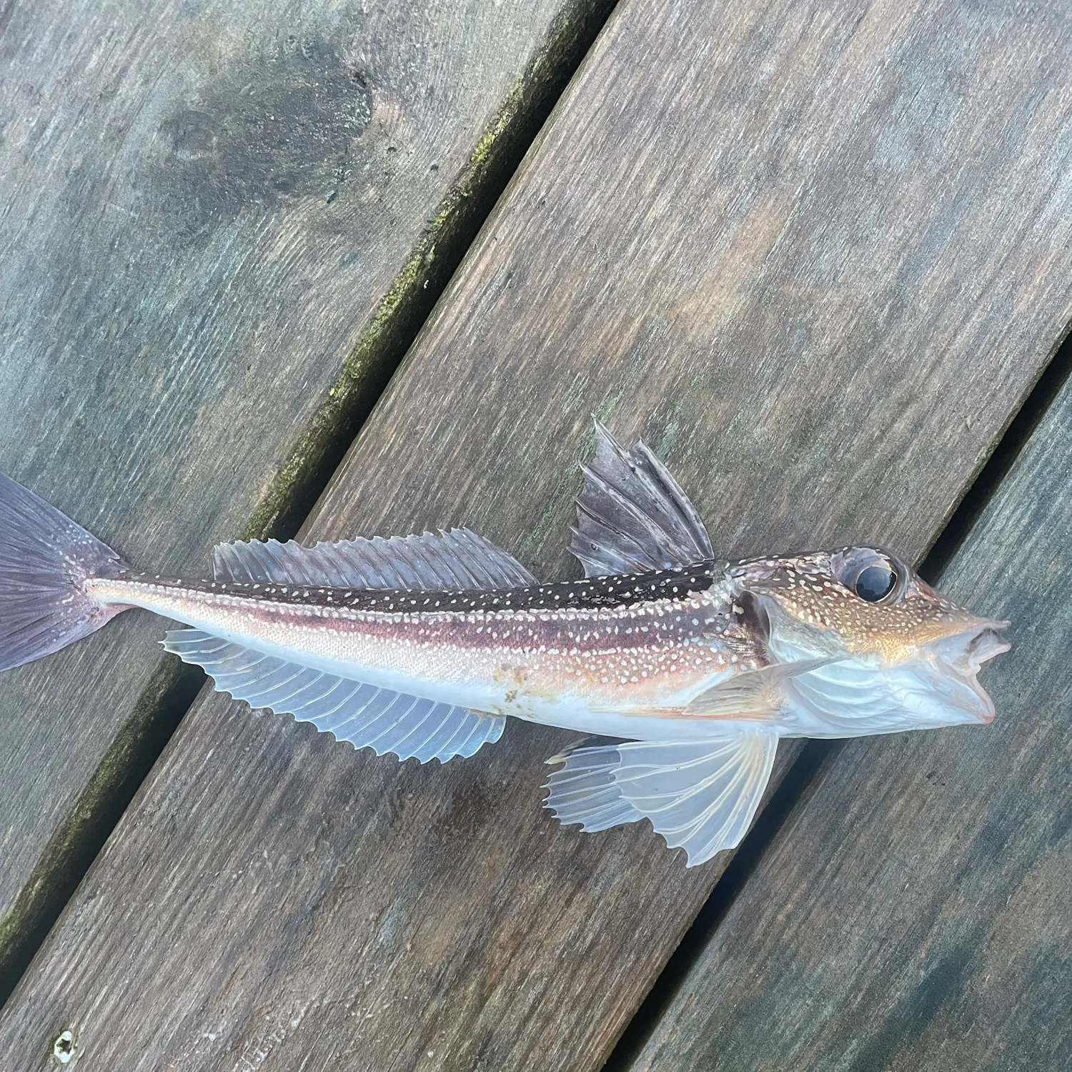 The most recent Grey gurnard catches on Fishbrain