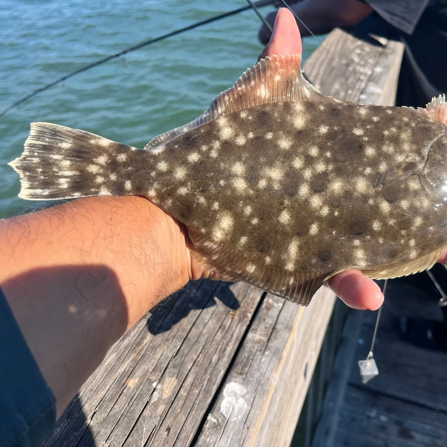 Southern flounder caught on Fishbrain