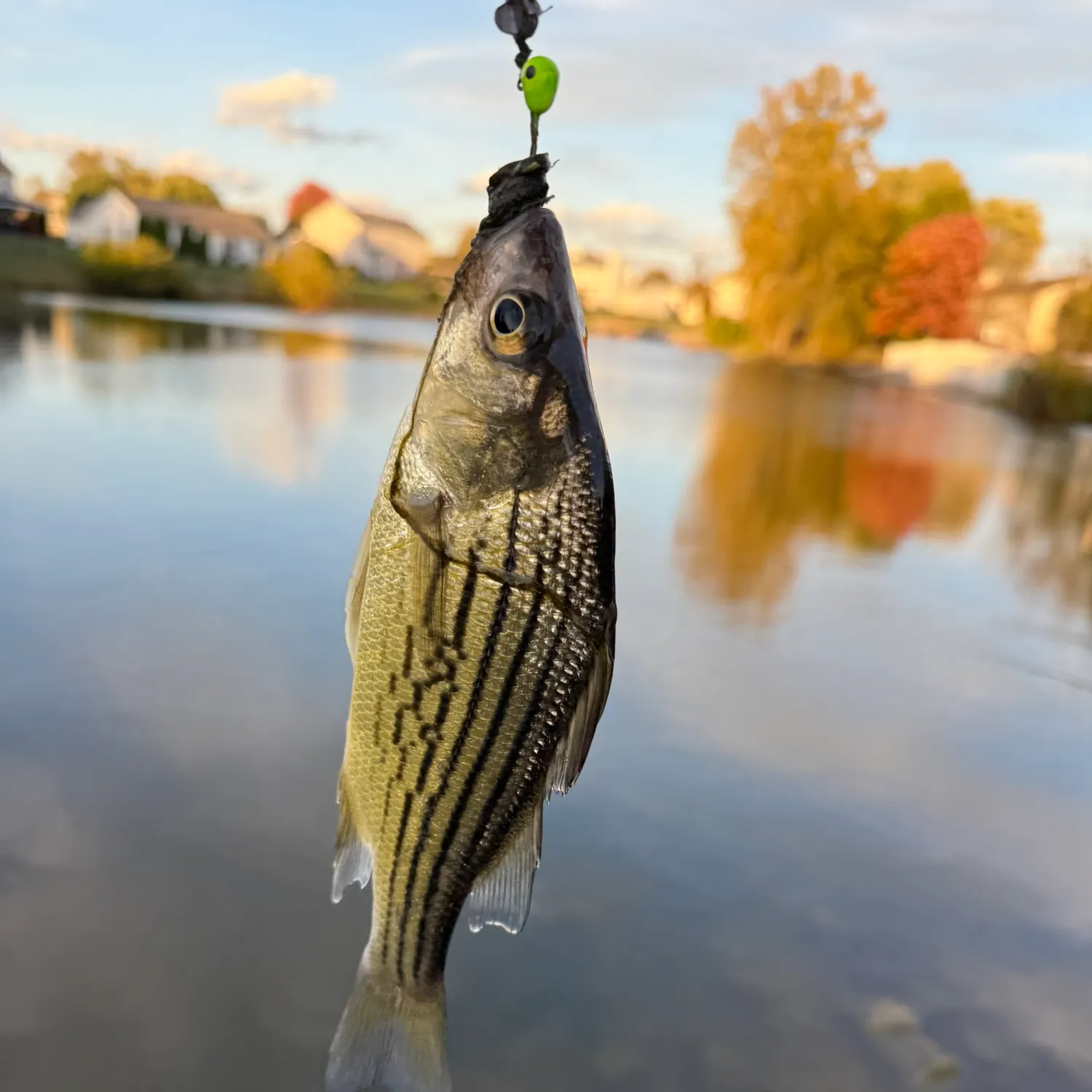 The most recent Yellow bass catches on Fishbrain