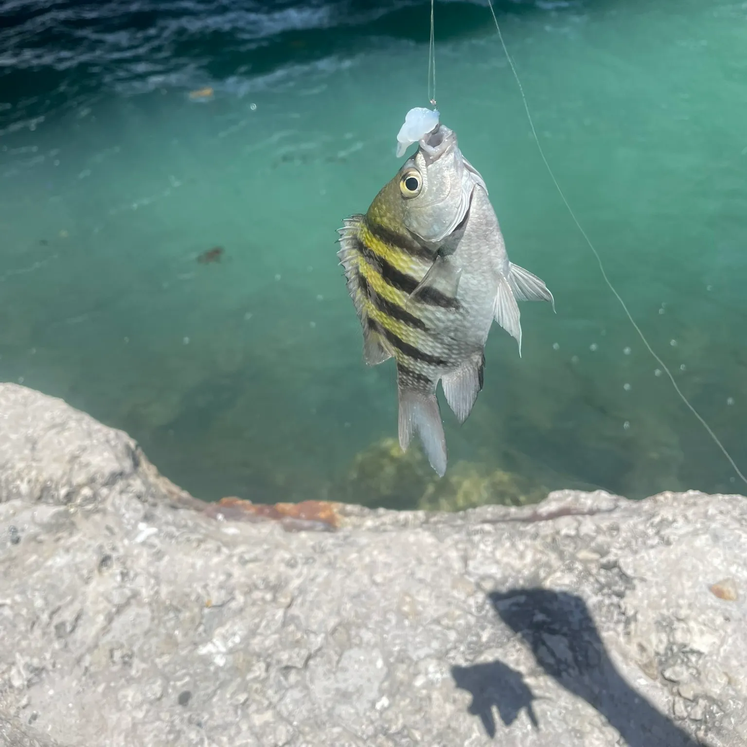 The most recent Sergeant-major catches on Fishbrain