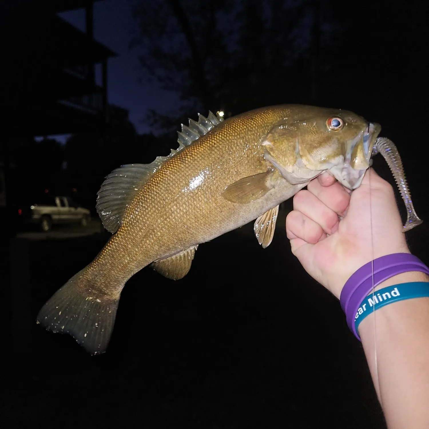 Smallmouth bass caught on Fishbrain
