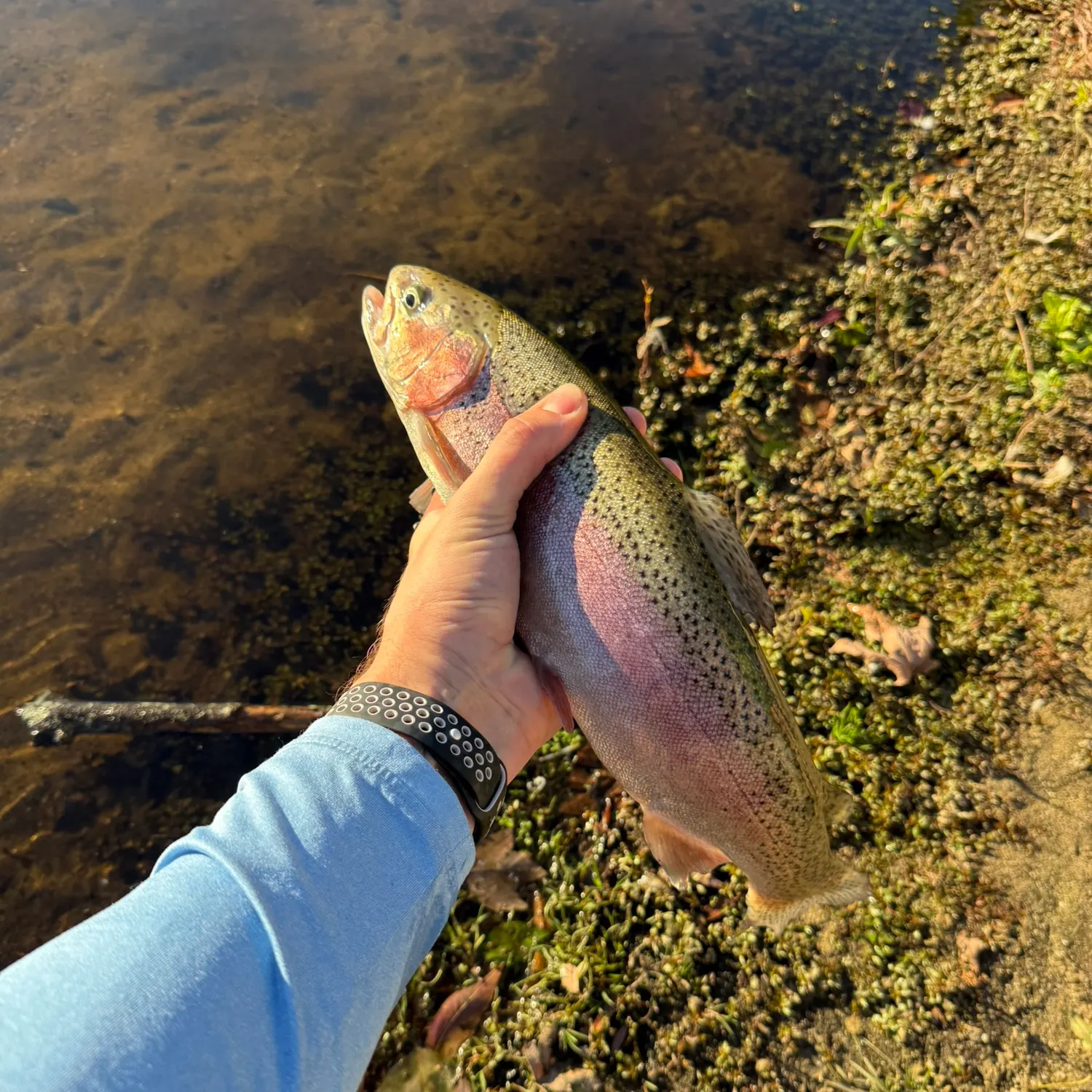 Rainbow trout caught on Fishbrain