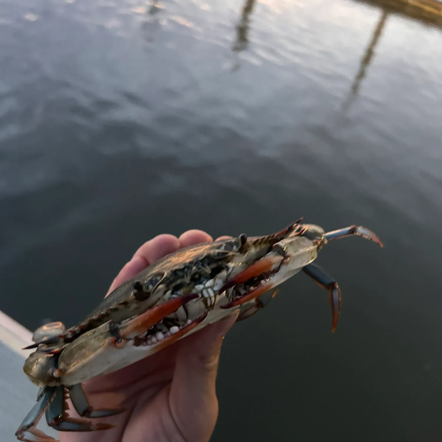 Blue crab caught on Fishbrain