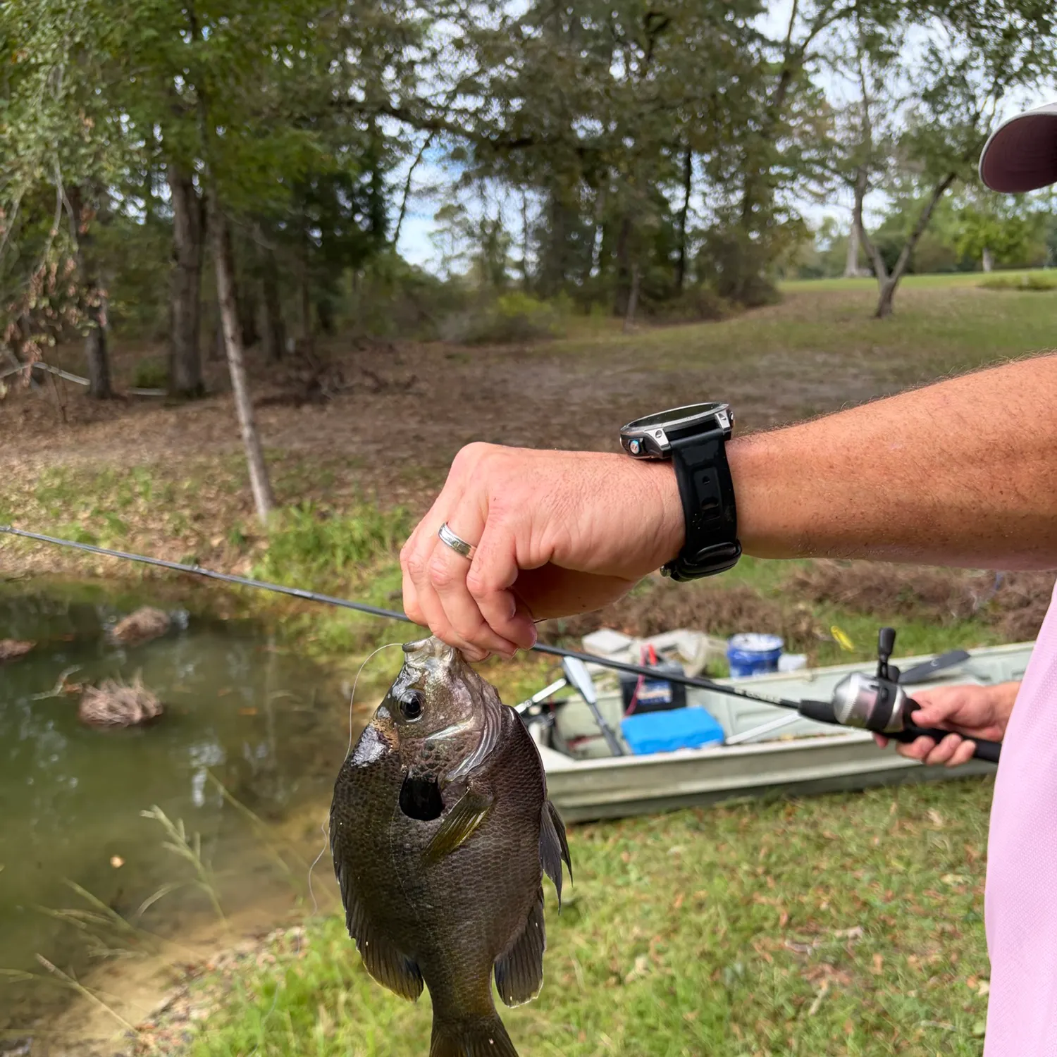 Bluegill caught on Fishbrain