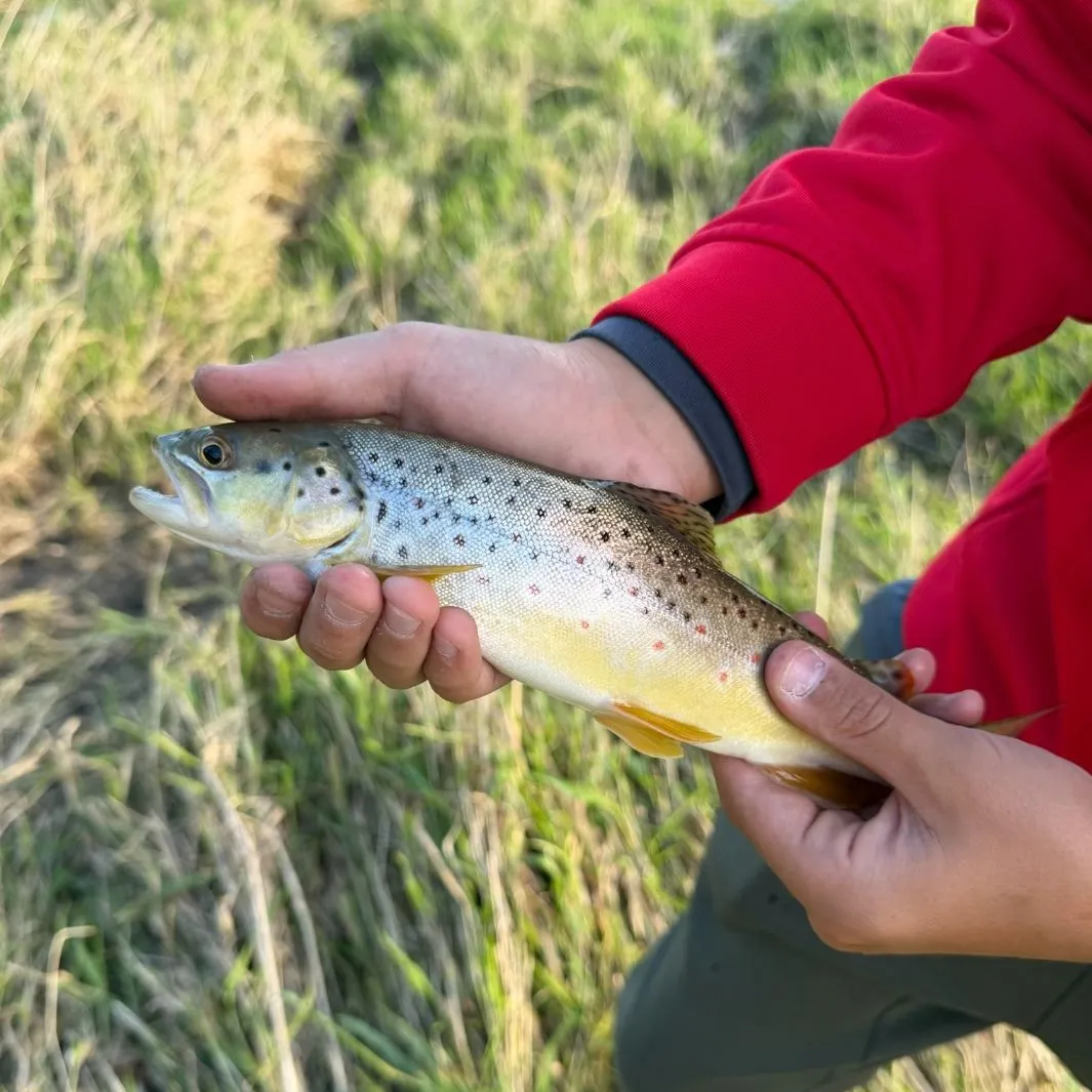 Brown trout caught on Fishbrain