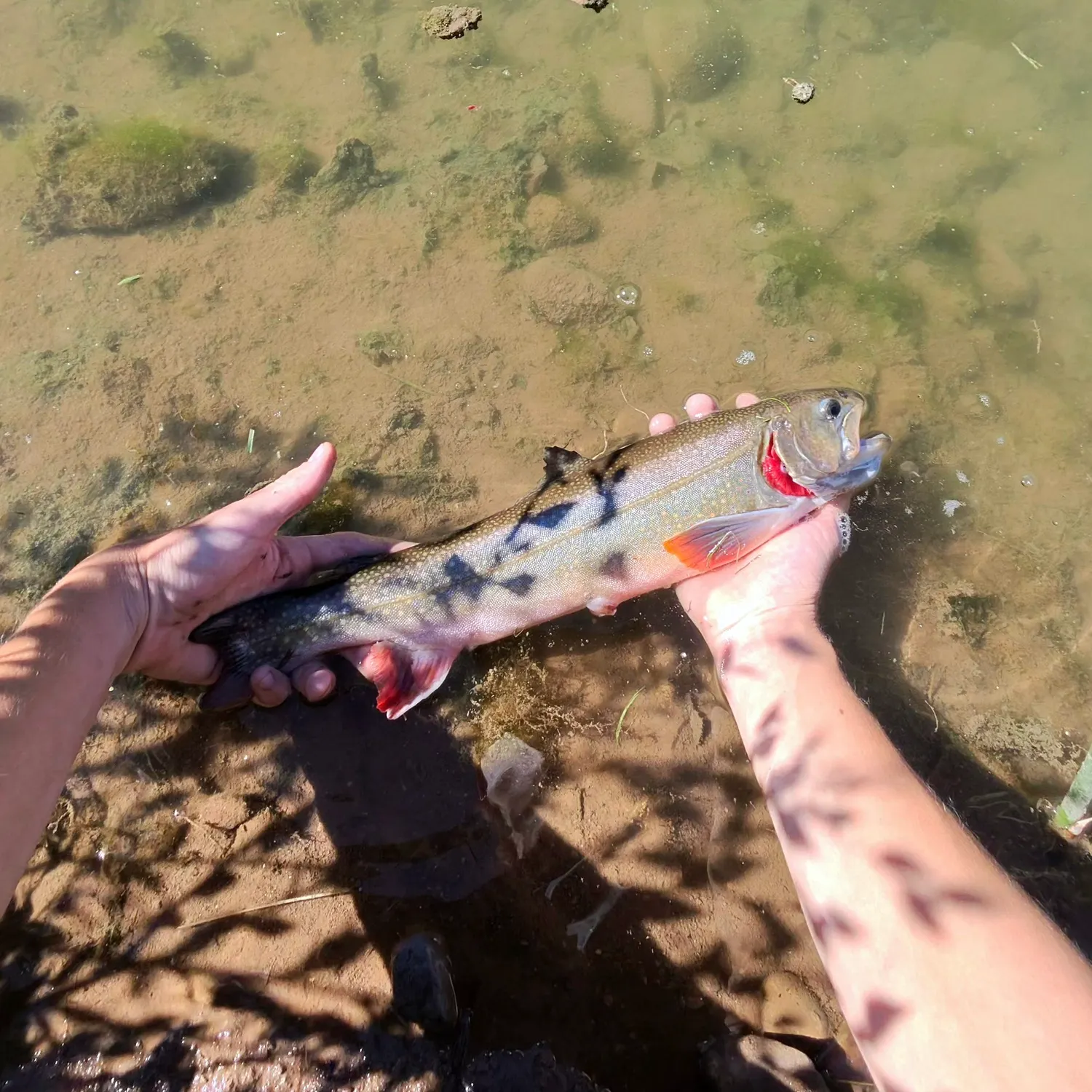 Brook trout caught on Fishbrain