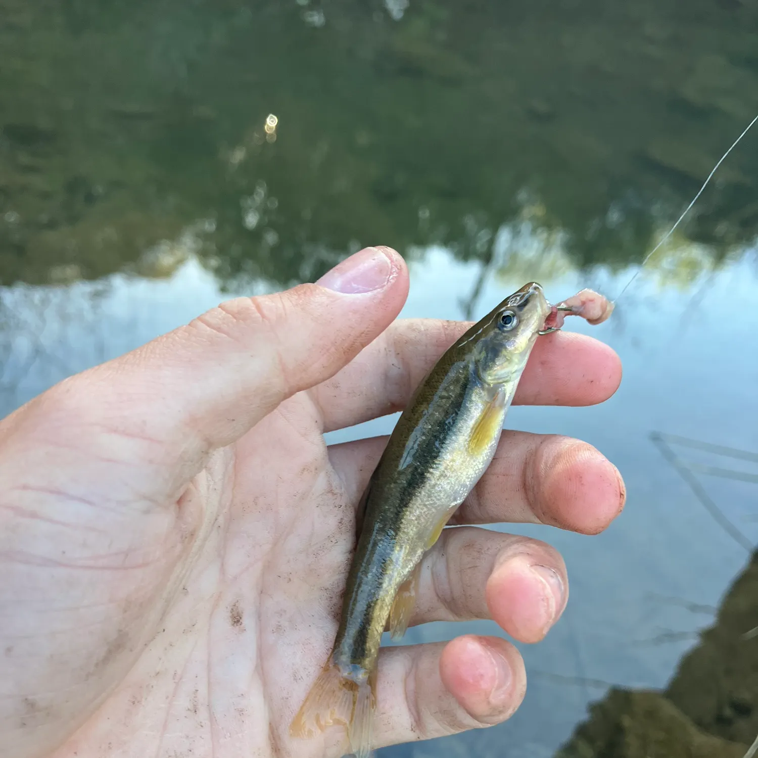The most recent Eastern blacknose dace catches on Fishbrain