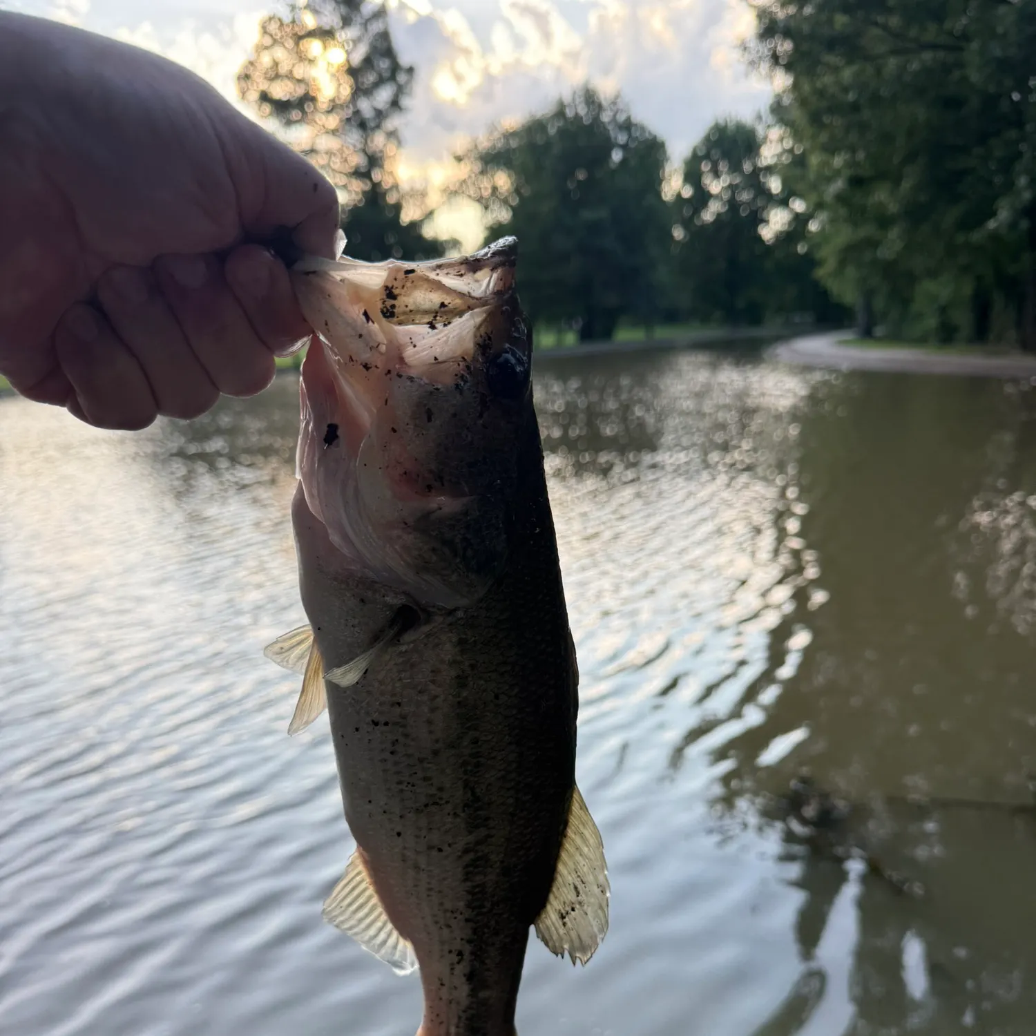 angler catch