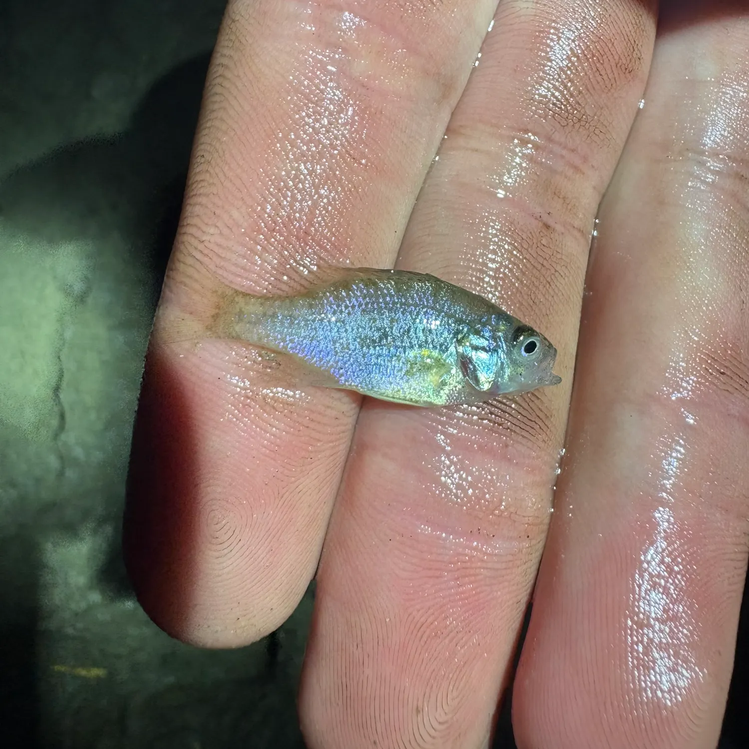 Bluegill caught on Fishbrain
