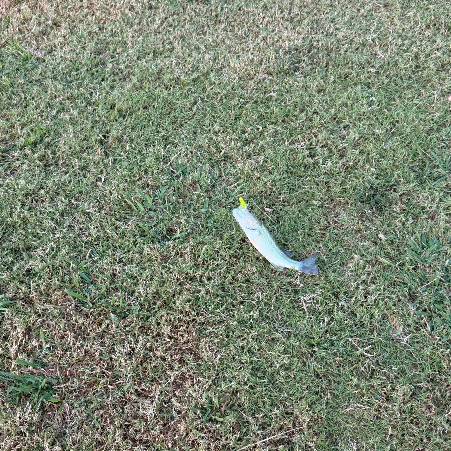 Creek chub caught on Fishbrain