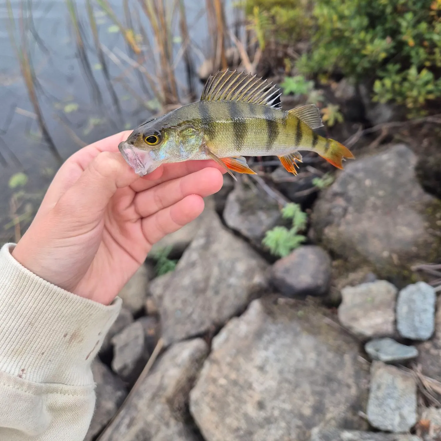 Fish caught on Fishbrain