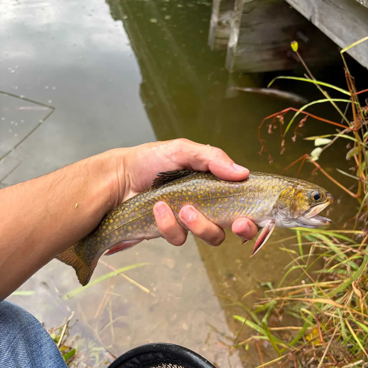 Brook trout caught on Fishbrain
