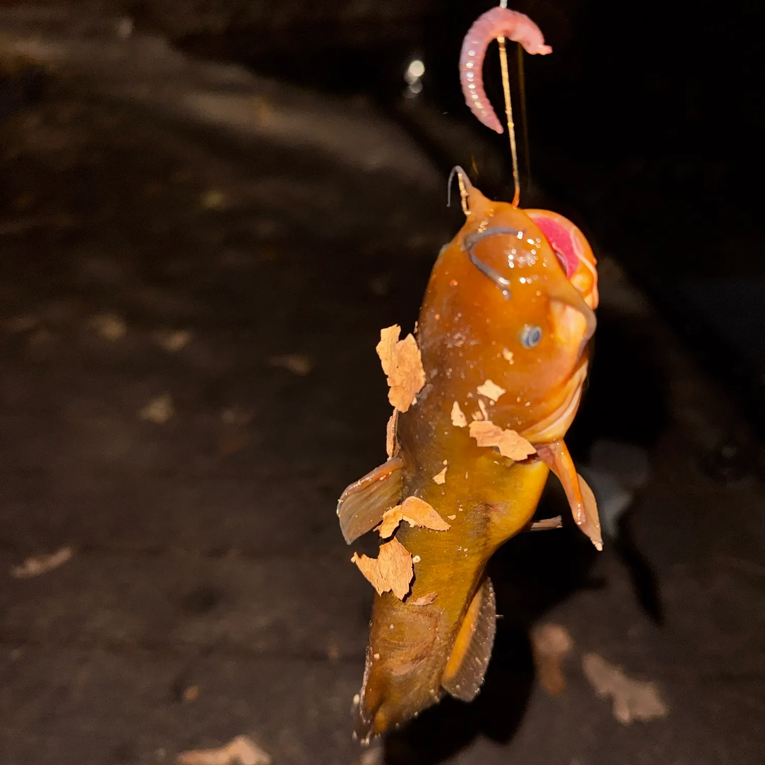 Yellow bullhead caught on Fishbrain