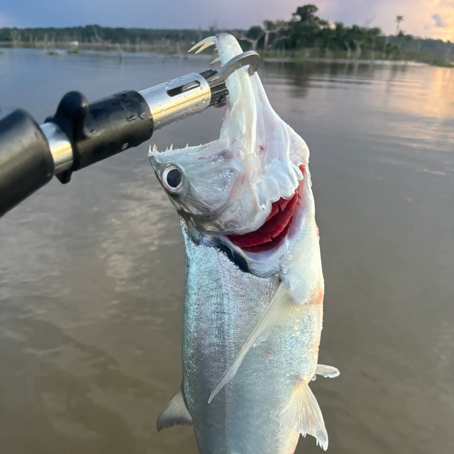 The most recent Black-tailed payara catches on Fishbrain