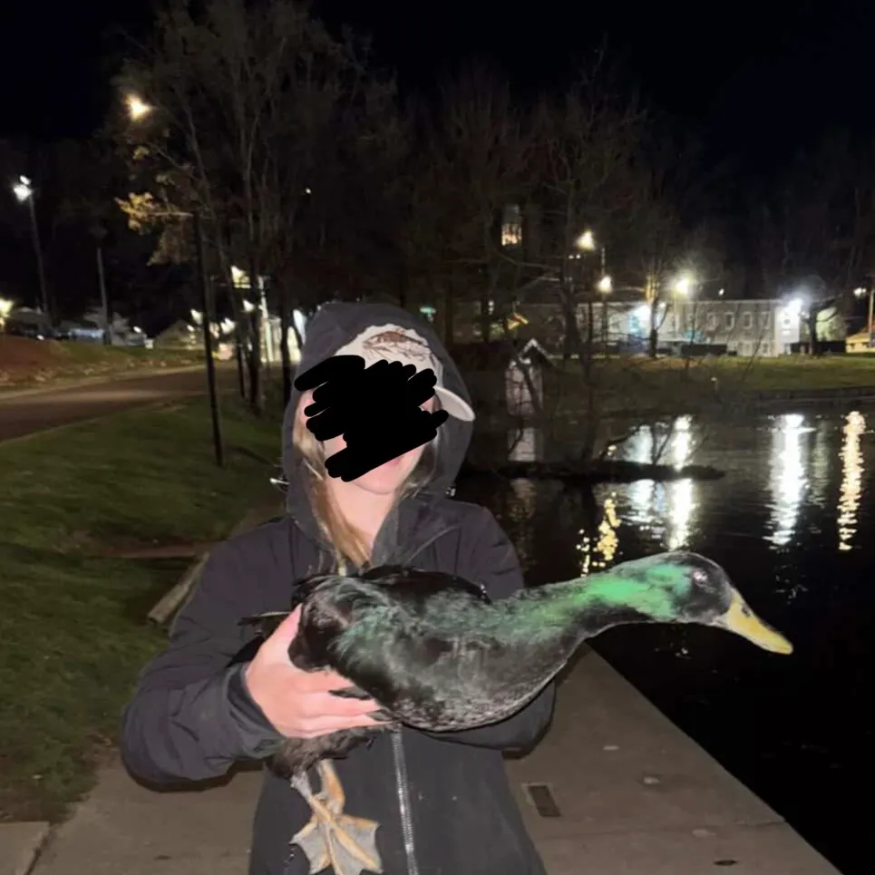 The most recent Bull ray catches on Fishbrain