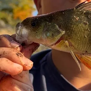 Yellow perch caught on Fishbrain